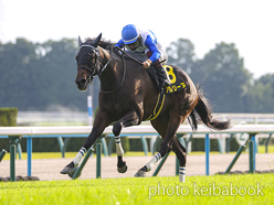 カラープリント(アルミ枠なし)2024年10月27日京都11R カシオペアステークス(アルジーヌ)